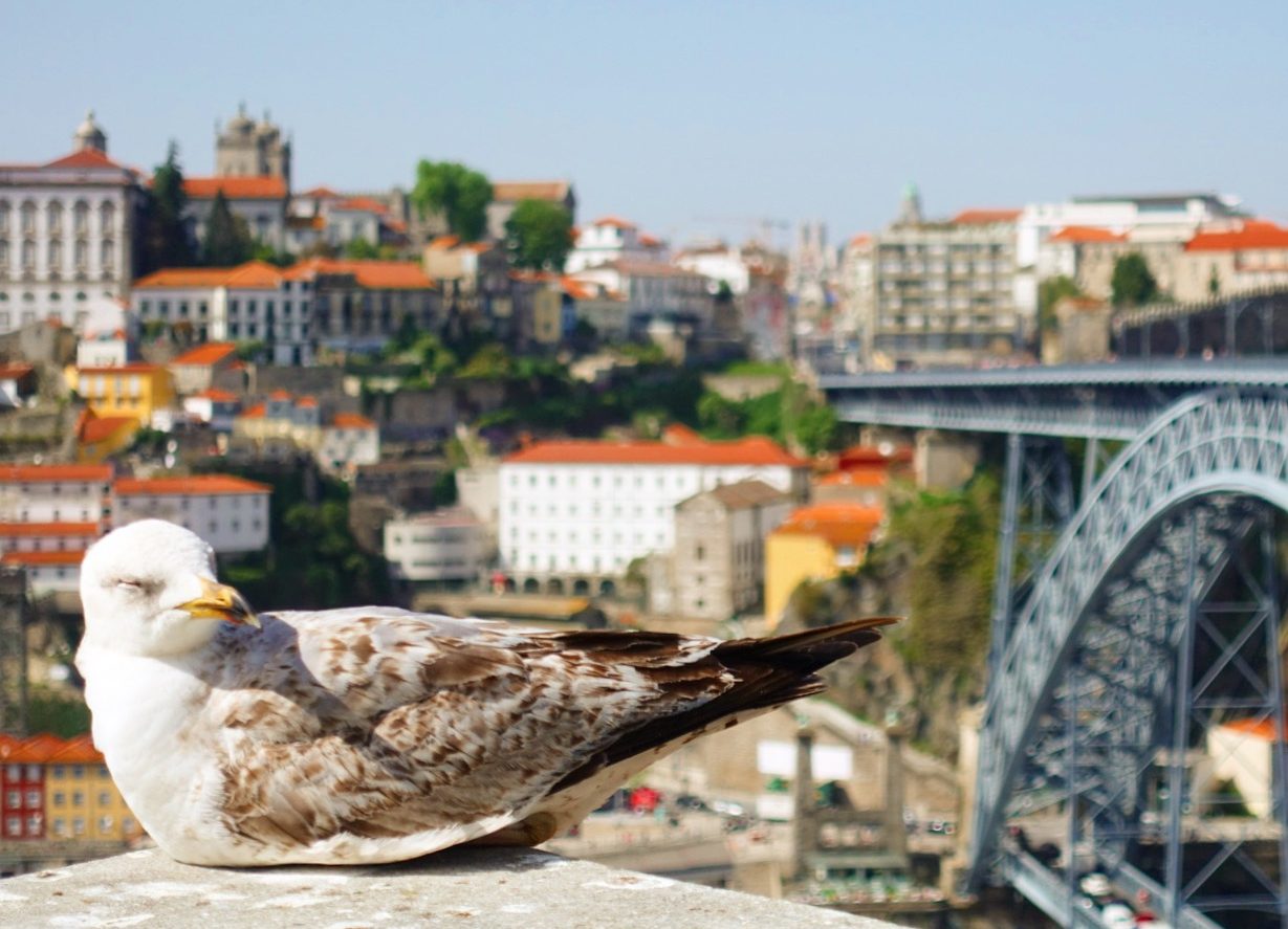 Porto Gezilecek Yerler 2: Piknik Örtüleri Çantaya